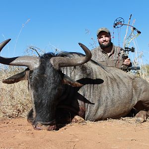 Blue Wildebeest