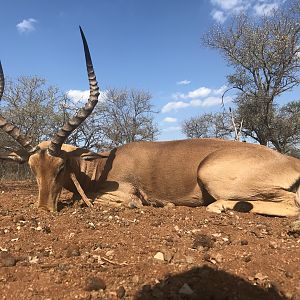 South Africa Hunt Impala