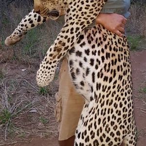 Hunt Leopard in Zimbabwe