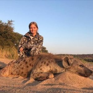 Zimbabwe Hunting Spotted Hyena