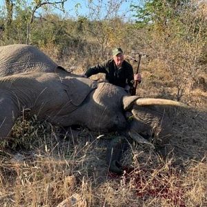 South Africa Hunt Elephant