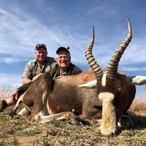 Hunt Blesbok in South Africa