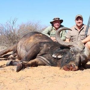 Cape Buffalo Hunt South Africa