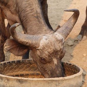 Cape Buffalo Cow in the Sidinda Conservancy Zimbabwe