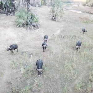 Cape Buffalo in the Sidinda Conservancy Zimbabwe