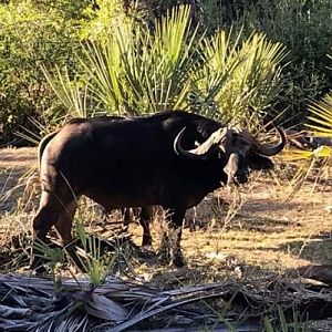 Cape Buffalo in the Sidinda Conservancy Zimbabwe