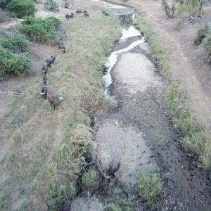 Cape Buffalo in the Sidinda Conservancy Zimbabwe