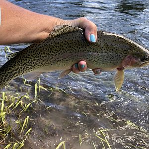 USA Fishing Rainbow Trout