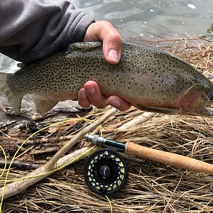 Rainbow Trout Fishing USA