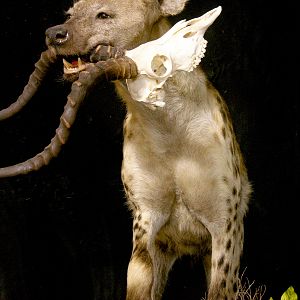 Spotted Hyena Full Mount Taxidermy