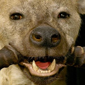 Spotted Hyena Full Mount Taxidermy