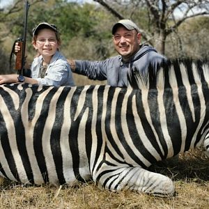 Hunt Burchell's Plain Zebra in South Africa