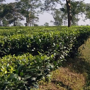 The Syedabaad Tea Estate India