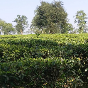 The Syedabaad Tea Estate India