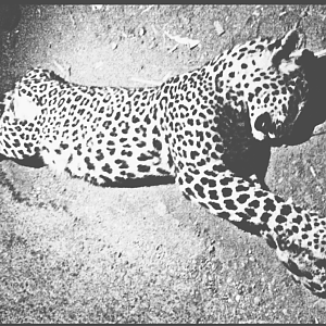 India Hunt Leopard