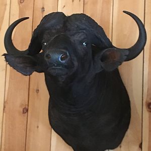 Cape Buffalo Shoulder Mount Taxidermy