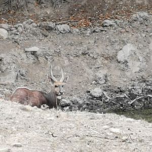 Bushbuck in South Africa