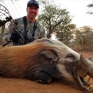 Bushpig Bow Hunt South Africa