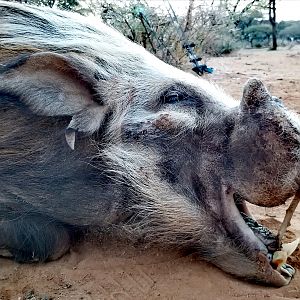 South Africa Bow Hunting Bushpig