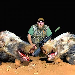 Hunting Bushpig in South Africa