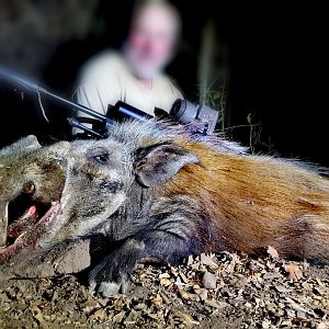 Bushpig Hunting South Africa