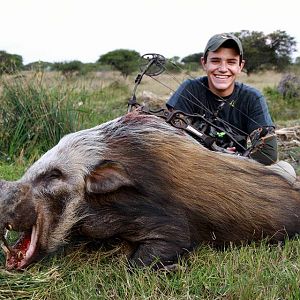 Bushpig Bow Hunting South Africa