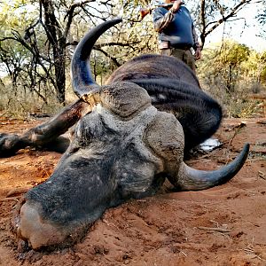 Hunt Cape Buffalo in South Africa