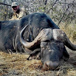 Cape Buffalo Hunt South Africa