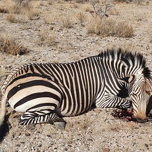 Hunt Hartmann's Mountain Zebra in Namibia