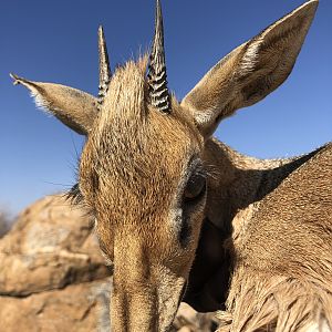 Namibia Hunting Damara Dik-dik