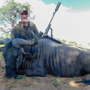 Hunt Blue Wildebeest in Namibia