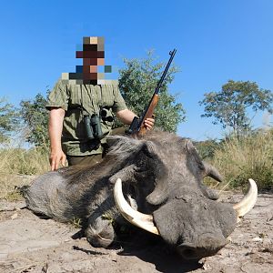 Hunting Warthog in Namibia