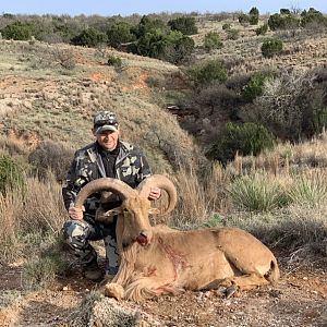 Texas USA Hunting Aoudad