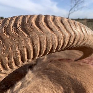 Aoudad Horns