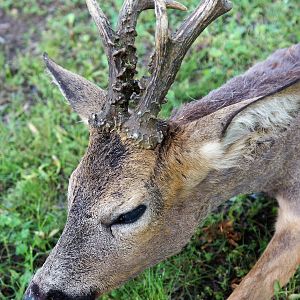 Roe Deer Hunt Austria