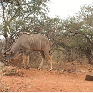 Kudu Bow Hunting Impact Shot