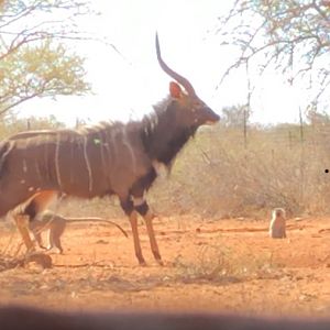 Nyala Bow Hunting Impact Shot