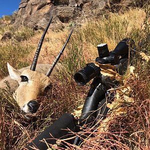 Hunting Vaal Rhebok in South Africa