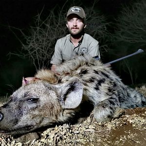 Hunting Spotted Hyena in South Africa