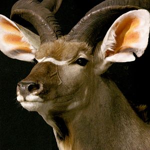 Kudu Pedestal Mount Taxidermy