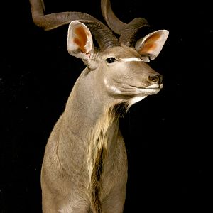 Kudu Pedestal Mount Taxidermy