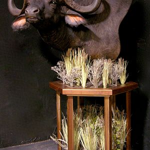 Cape Buffalo Pedestal Mount Taxidermy