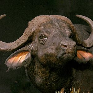 Cape Buffalo Pedestal Mount Taxidermy