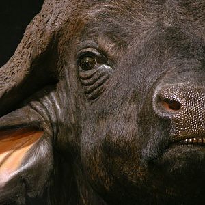 Cape Buffalo Pedestal Mount Taxidermy