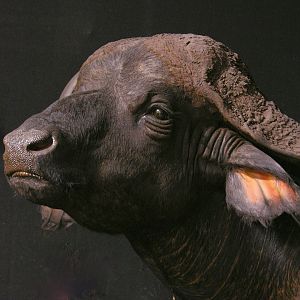 Cape Buffalo Pedestal Mount Taxidermy