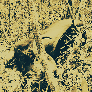 Hunting Gaur in India