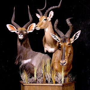 Nyala, Impala & Red Hartebeest Triple Pedestal Mount Taxidermy Mount