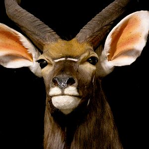 Nyala, Impala & Red Hartebeest Triple Pedestal Mount Taxidermy Mount