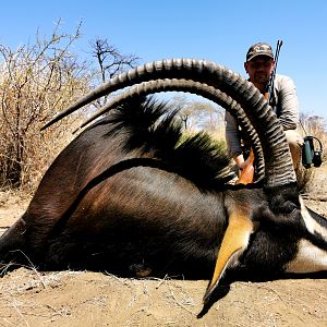 South Africa Hunt Sable Antelope