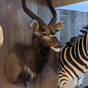 Nyala Shoulder Mount Taxidermy